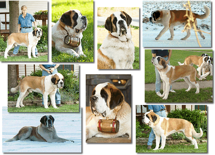 Quido collage